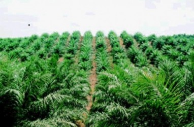 PEREMAJAAN KEBUN SAWIT : Petani Sawit di Sumsel Kesulitan Penuhi Persyaratan